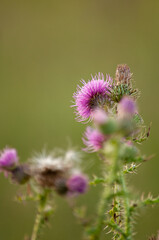 cardo en primer plano en el campo