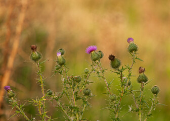 cardos en el campo