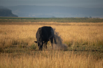 toro enojado tirando tierra en el campo 