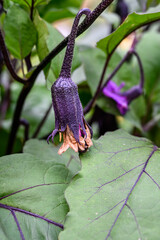 Murasaki Purple Pepper plant, Asian vegetable, growing in a kitchen garden
