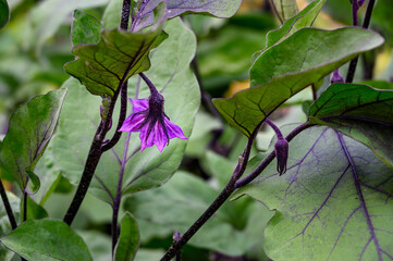 Murasaki Purple Pepper plant, Asian vegetable, growing in a kitchen garden
