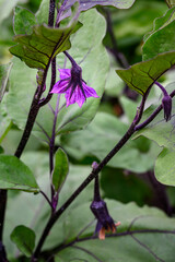Naklejka na ściany i meble Murasaki Purple Pepper plant, Asian vegetable, growing in a kitchen garden 