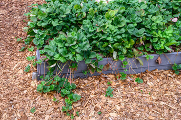 Strawberry plants growing in a raised planter bed in a kitchen garden, surrounded by wood chips
