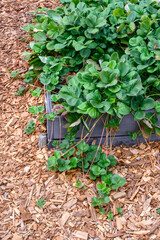 Strawberry plants growing in a raised planter bed in a kitchen garden, surrounded by wood chips
