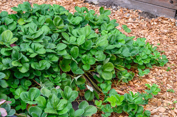 Strawberry plants growing in a raised planter bed in a kitchen garden, surrounded by wood chips

