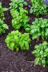 Sweet Basil growing in rich garden soil in a raised planter bed in a kitchen garden, fresh herbs for cooking
