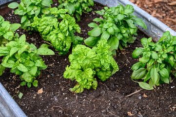 Sweet Basil growing in rich garden soil in a raised planter bed in a kitchen garden, fresh herbs...