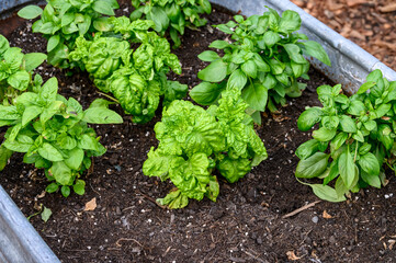Sweet Basil growing in rich garden soil in a raised planter bed in a kitchen garden, fresh herbs for cooking
