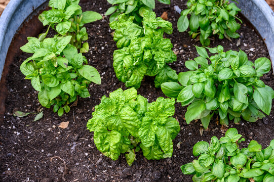 Sweet Basil growing in rich garden soil in a raised planter bed in a kitchen garden, fresh herbs for cooking
