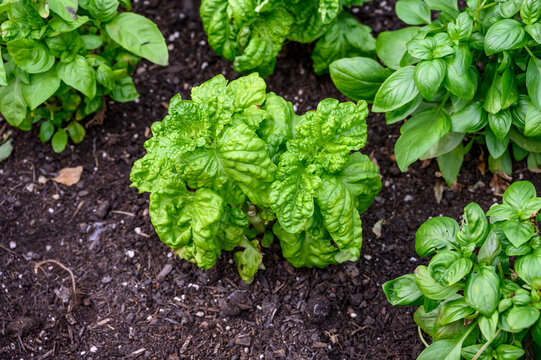 Sweet Basil growing in rich garden soil in a raised planter bed in a kitchen garden, fresh herbs for cooking
