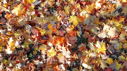Background. Autumn leaves. Outdoor. Yellow orange red foliage of autumn forest.