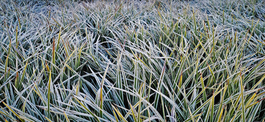 Green grass covered with frost on a frosty morning