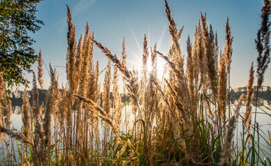 sunny natural morning background