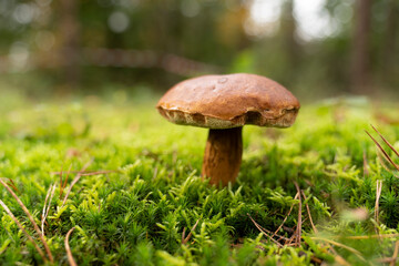 Chestnut Cep or King boletus - Xerocomus badius - on moss in a forest with bokeh in the background