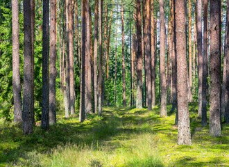 Summer beautiful scenery with  road in coniferous forest. Summer landscape, forest with slender tree trunks