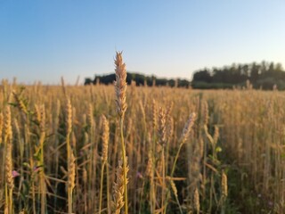 field of wheat