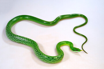 Rhinoceros ratsnake // Spitznasennatter (Gonyosoma boulengeri)