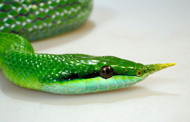 Fototapeta premium Spitznasennatter // Rhinoceros ratsnake (Gonyosoma boulengeri)