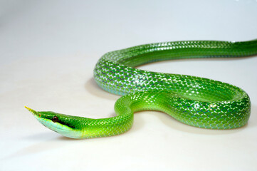 Obraz premium Rhinoceros ratsnake // Spitznasennatter (Gonyosoma boulengeri)