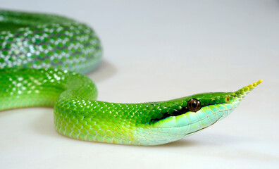 Obraz premium Spitznasennatter // Rhinoceros ratsnake (Gonyosoma boulengeri)