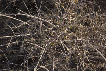 Abstract, close-up of a prickly green shrub. Top view. Natural background. Flat lay. A plant with sharp thorns and needles