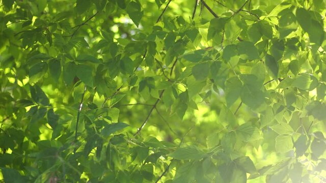 Closeup view 4k stock video footage of beautiful sunny sunset fresh green foliage of many trees growing outdoors. Abstract organic natural video background with sun backlight