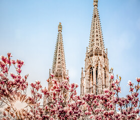 Vienna, Austria: Votiv church towers with pink magnolia blossom