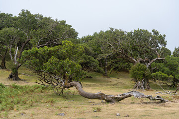 View at Mystical Fanal laurisilva forest at Madeira island