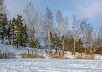 Winter landscape with trees and a lake in the Leningrad region.