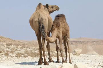 camels in the desert