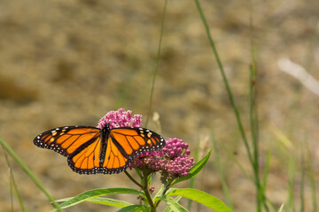 Fototapeta premium Monarch Butterfly on a flower