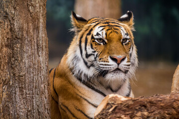 Amur Tiger