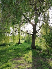 Fototapeta premium path in the woods