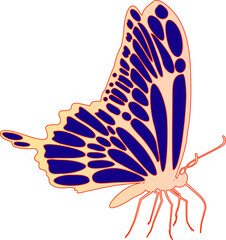 Butterfly vector isolated illustration