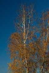 Obraz na płótnie Canvas Birch crown with yellow leaves against the blue sky. Autumn tree. Autumn