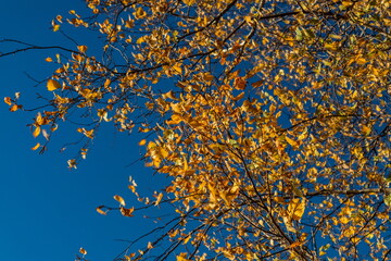 Birch crown with yellow leaves against the blue sky. Autumn tree. Autumn