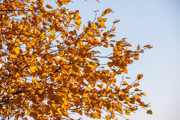 Birch crown with yellow leaves against the blue sky. Autumn tree. Autumn
