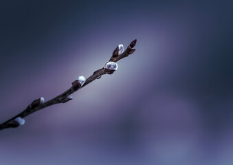 branch of willow © Alin