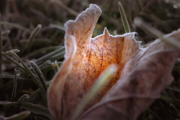 leaf in the grass