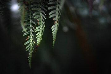 close up of fern leaf