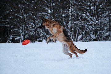 Fototapeta na wymiar Sports with dog outside. Flying saucer toy. Black and red German Shepherd jumps in snow against background of winter forest and tries to catch orange disc.