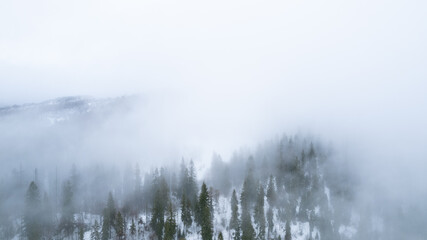 The pine forest in mountains in the morning is very foggy. Copy space for text. Winter season