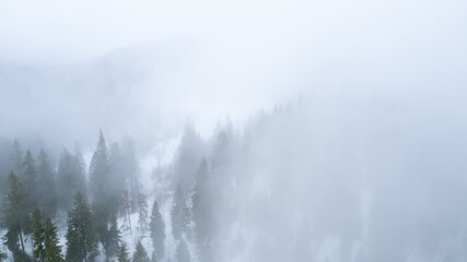 The pine forest in mountains in the morning is very foggy. Copy space for text. Winter season