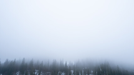 Fototapeta na wymiar The pine forest in mountains in the morning is very foggy. Copy space for text. Winter season