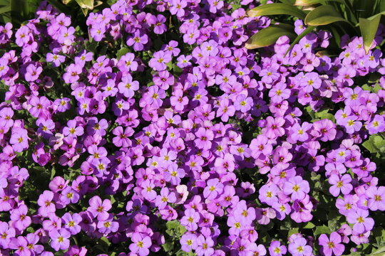 top view at a big group aubretia cascade purple flowers, that are blooming in the flower garden