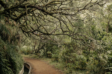 Hiking through old forest along water, exploring 25 waterfall on Madeira.