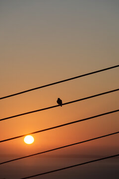 small bird on a wire at sunrise in Pissouri