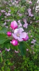 Obraz na płótnie Canvas pink apple bloosom
