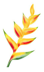 Watercolor hand drawn heliconia flower. Botanical tropical illustration isolated on white background. Red and orange exotic flowers growing in the jungle