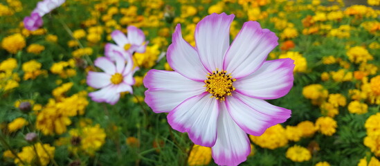Fototapeta premium Banner weiß rosa Blüten Cosmea vor vielen gelben Tagetes 